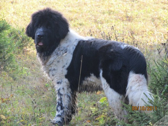 Фото: ньюфаундленд Super Bizon Ekaterinburg (Супер Бизон Екатеринбург)