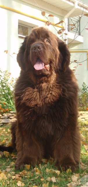 Фото: ньюфаундленд Newf Mermaid Denver