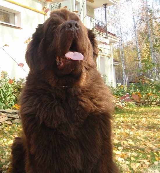 Фото: ньюфаундленд Newf Mermaid Denver