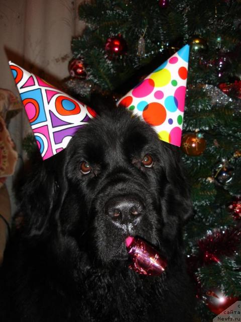 Фото: ньюфаундленд CHansi iz Zolotogo Treugol'nika (Чанси из Золотого Треугольника)