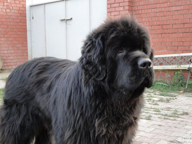 Фотография № 78931