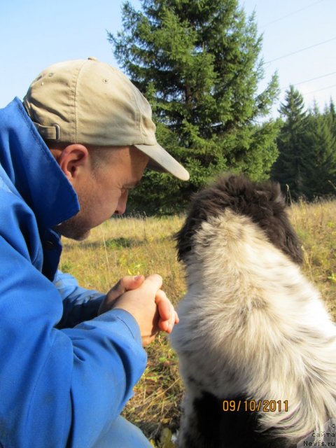 Фото: ньюфаундленд Super Bizon Ekaterinburg (Супер Бизон Екатеринбург), Aleksey Nistratov (Алексей Нистратов)