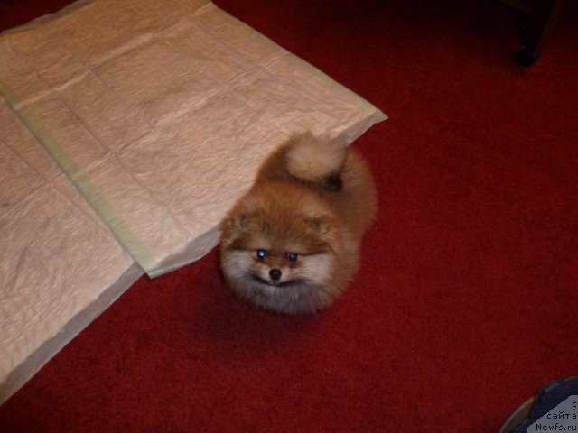 Фотография № 78934