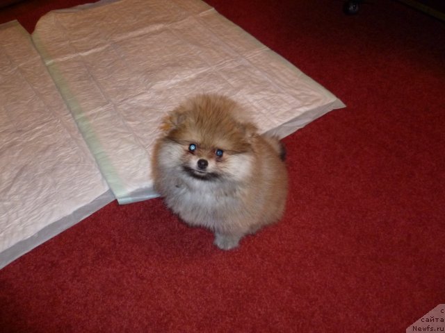 Фотография № 78935