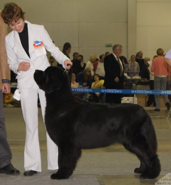 Фото: Anastasiya Mischenko (Анастасия Мищенко), ньюфаундленд Aquatoriya Kelvin Lambordghini (Акватория Келвин Ламборджини)
