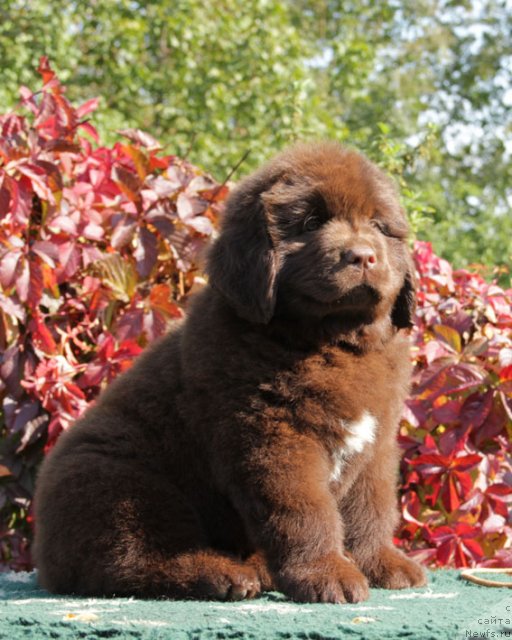 Фото: ньюфаундленд Fenomenalnyi Fakt s Berega Dona (Феноменальный Факт с Берега Дона)