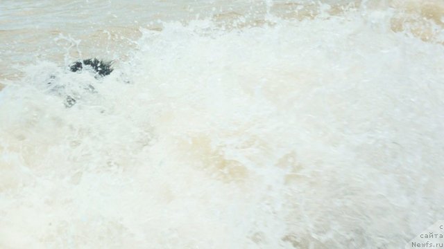 Фото: ньюфаундленд Piternyuf I Did It Again (Питерньюф И Дид Ит Агаин)