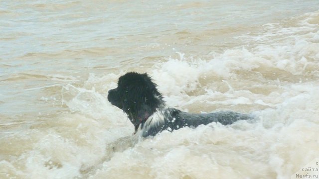 Фото: ньюфаундленд Piternyuf I Did It Again (Питерньюф И Дид Ит Агаин)