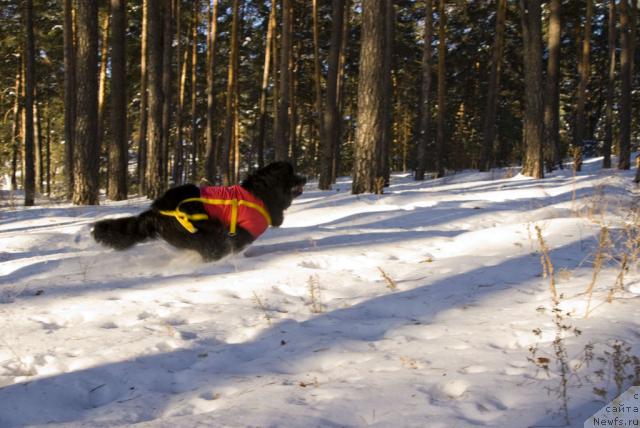 Фото: ньюфаундленд Ygan s Toyanova Gorodka (Юган с Тоянова Городка)