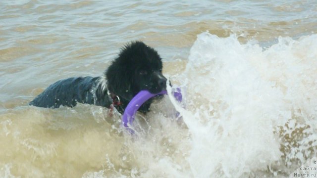 Фотография № 78961