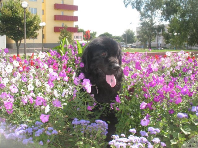 Фото: ньюфаундленд Cyiganskiy Kapriz (Цыганский Каприз)