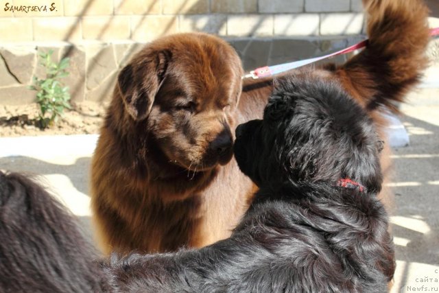 Фотография № 78974