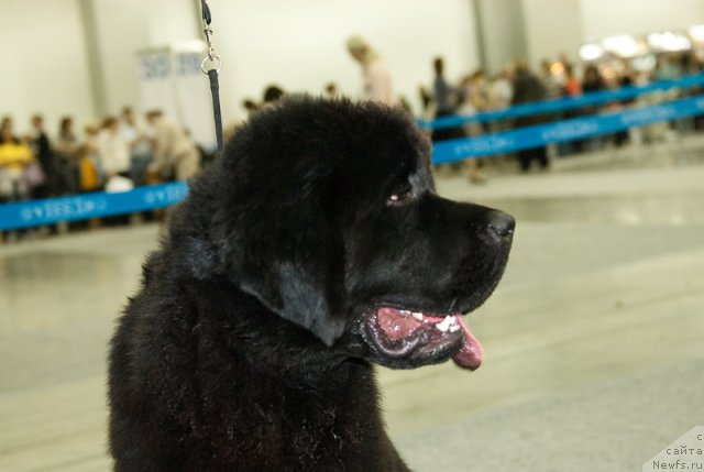 Фото: ньюфаундленд Very Fairweathers X'Got The Rhythm