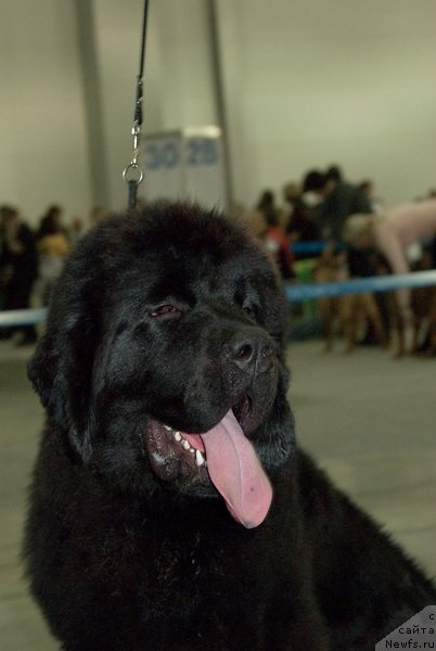 Фото: ньюфаундленд Very Fairweathers X'Got The Rhythm