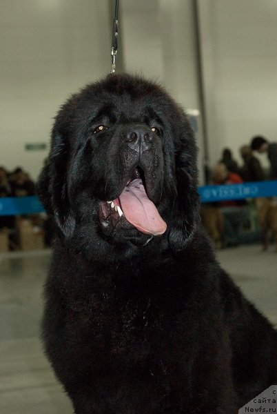 Фото: ньюфаундленд Very Fairweathers X'Got The Rhythm