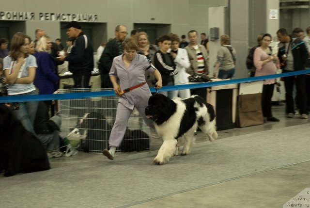 Фото: ньюфаундленд Super Premium Zhodo Ferolli (Супер Премиум Жодо Феролли)