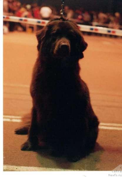 Фото: ньюфаундленд Obush Shed Trufel (Обуш Шед Трюфель)