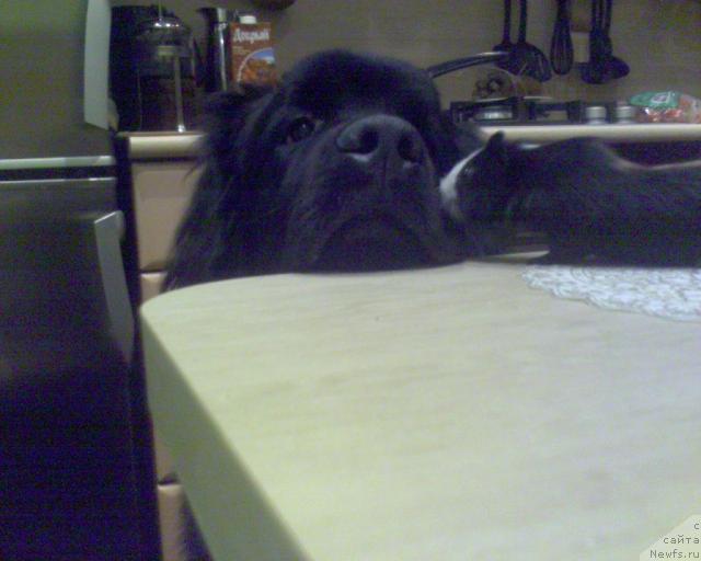 Фото: ньюфаундленд Ai Love Rich (Ай Лав Рич)