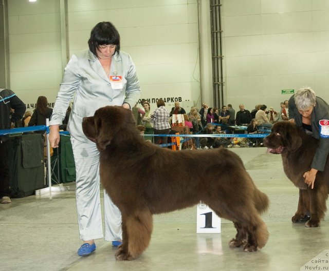 Фото: ньюфаундленд Aetna vom Riesrand (Aetna vom Riesrand)