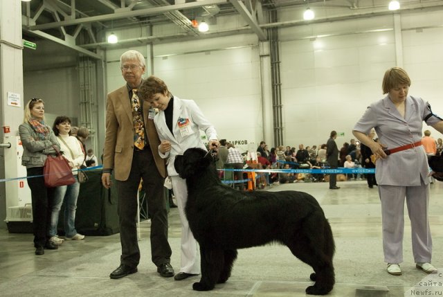 Фото: ньюфаундленд Aquatoriya Kelvin Lambordghini (Акватория Келвин Ламборджини)