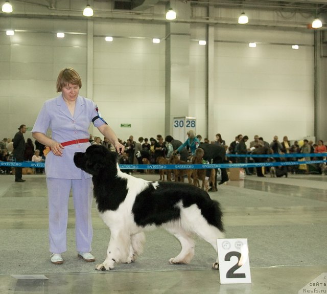 Фото: ньюфаундленд Super Premium Zheneva (Супер Премиум Женева)