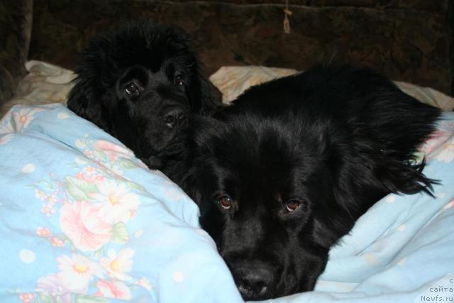 Фото: ньюфаундленд Usatyiy Nyan' Timosha (Усатый Нянь Тимоша)