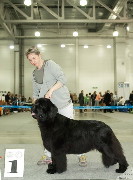 Фото: ньюфаундленд Potap Candri (Потап Цандри)