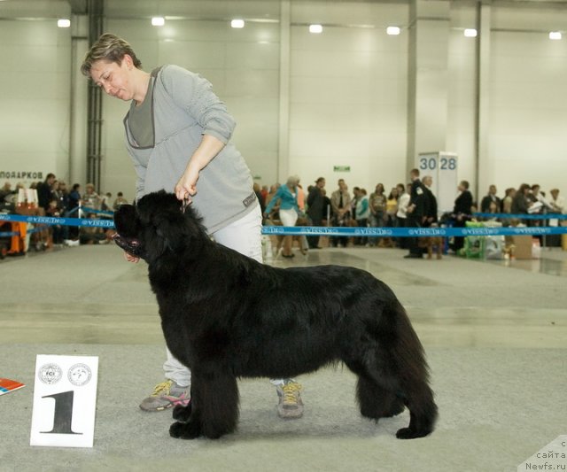 Фото: ньюфаундленд Potap Candri (Потап Цандри)