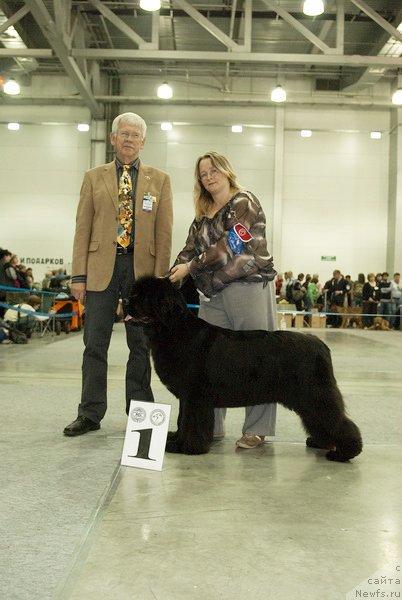 Фото: ньюфаундленд Sent Djons Rose for Me (Сент Джонс Роуз фо Ми)