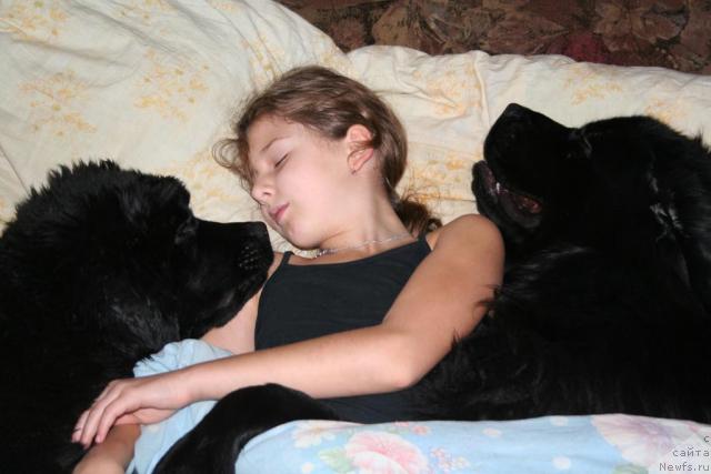 Фото: ньюфаундленд Usatyiy Nyan' Timosha (Усатый Нянь Тимоша)