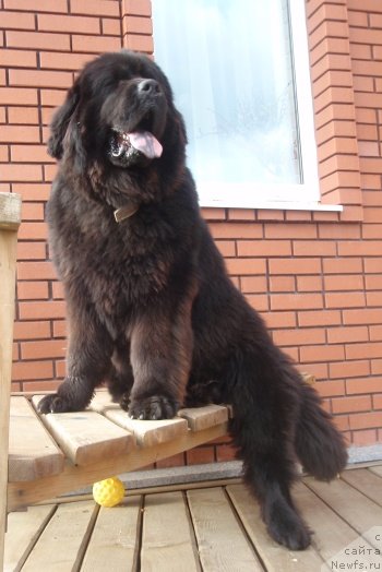 Фото: ньюфаундленд CHernyiy SHarm Alessandro (Черный Шарм Алессандро)