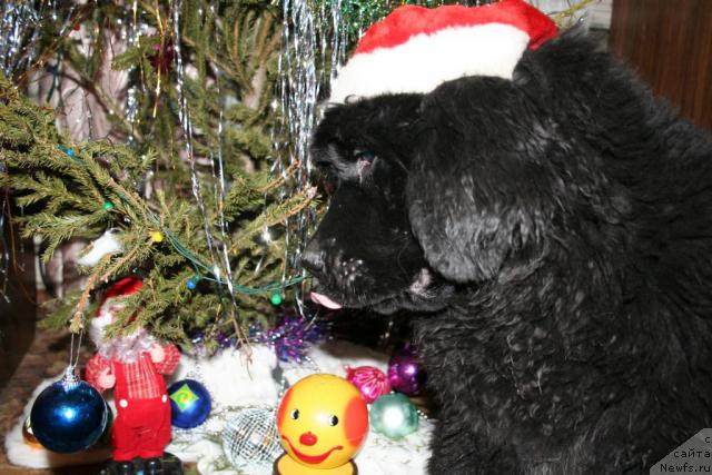 Фото: ньюфаундленд Usatyiy Nyan' Timosha (Усатый Нянь Тимоша)