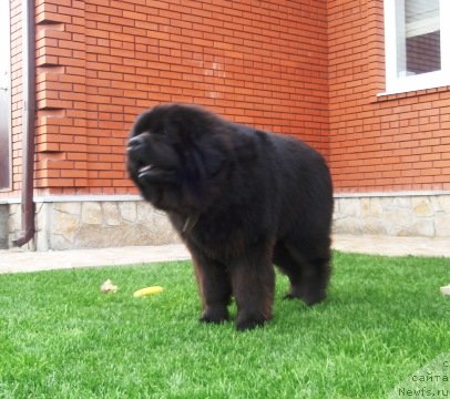 Фотография № 79065