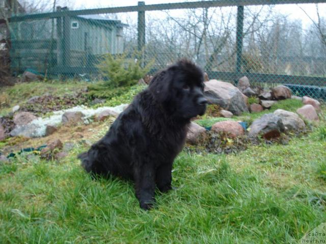 Фото: ньюфаундленд Talula Bell (Талула Белл)