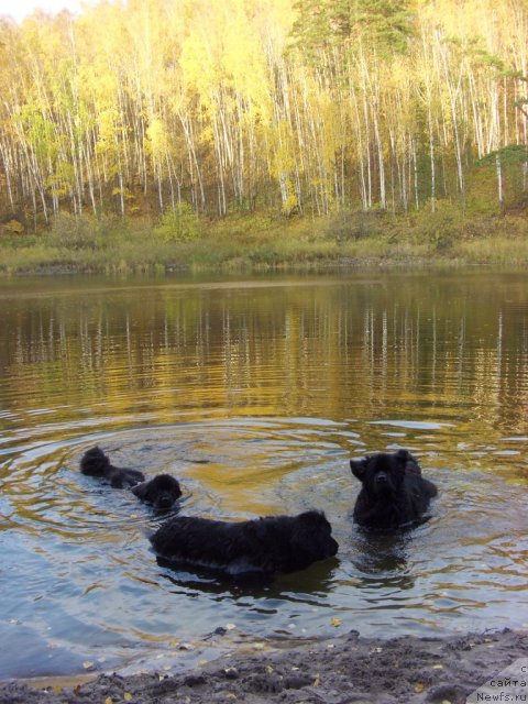 Фото: ньюфаундленд Akin Soul Sofiya (Акин Соул София), ньюфаундленд Lesnaya Skazka Lunnaya Sonata (Лесная Сказка Лунная Соната), ньюфаундленд Baryishnya (Барышня)