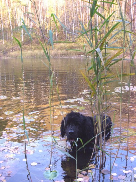 Фото: ньюфаундленд Lesnaya Skazka Lunnaya Sonata (Лесная Сказка Лунная Соната)
