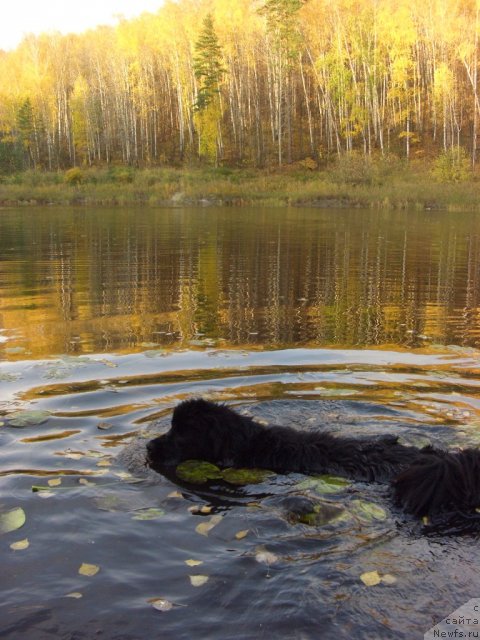 Фото: ньюфаундленд Akin Soul Sofiya (Акин Соул София)