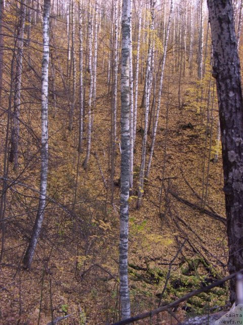 Фотография № 79080