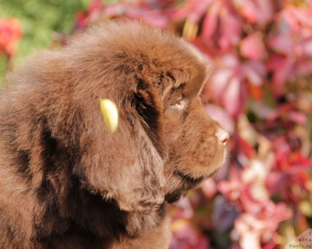Фото: ньюфаундленд Fakturnyi Frukt s Berega Dona (Фактурный Фрукт с Берега Дона)