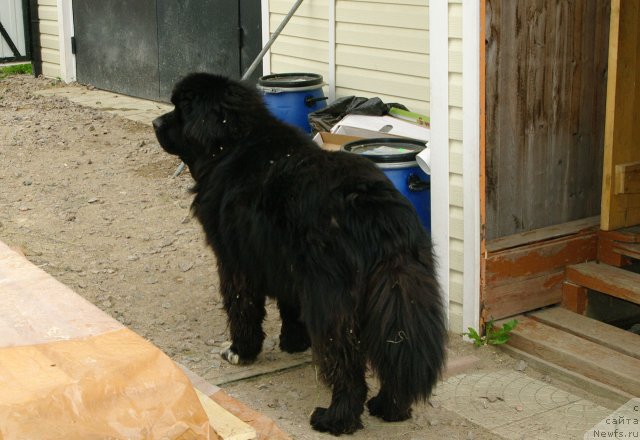 Фото: ньюфаундленд Pitern'yuf CHupa-CHups (Питерньюф Чупа-Чупс)