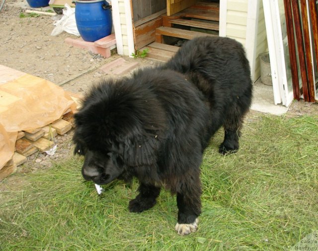 Фото: ньюфаундленд Pitern'yuf CHupa-CHups (Питерньюф Чупа-Чупс)