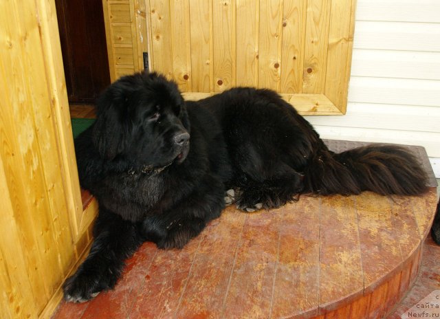 Фото: ньюфаундленд Pitern'yuf CHupa-CHups (Питерньюф Чупа-Чупс)