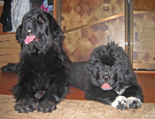 Фото: ньюфаундленд Malaya Medvedica iz Plemeni Kedra (Малая Медведица из Племени Кедра), ньюфаундленд Nimfa Belogo Ozera iz Plemeni Kedra (Нимфа Белого Озера из Племени Кедра)