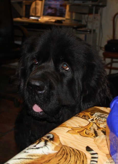 Фото: ньюфаундленд Dar Svezyi Apel'sinka-Mandarinka (Дар Свезы Апельсинка-Мандаринка)