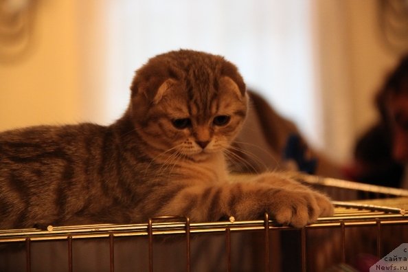 Фотография № 79110