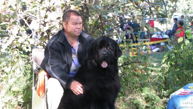 Фото: ньюфаундленд Izbrannik Udachi iz Tsarstva Medvedey (Избранник Удачи из Царства Медведей)