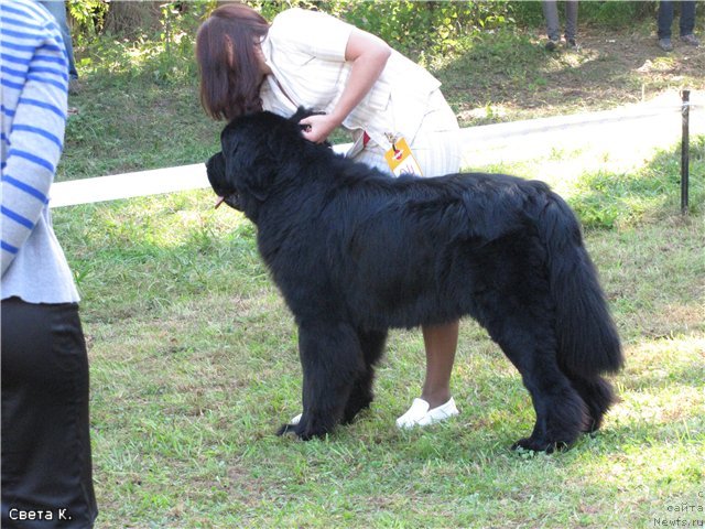 Фото: ньюфаундленд Izbrannik Udachi iz Tsarstva Medvedey (Избранник Удачи из Царства Медведей)