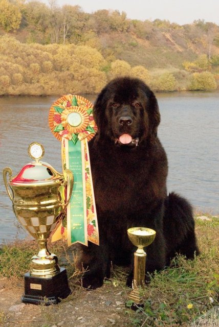 Фото: ньюфаундленд Sent Djons Dora (Сент Джонс Дора)