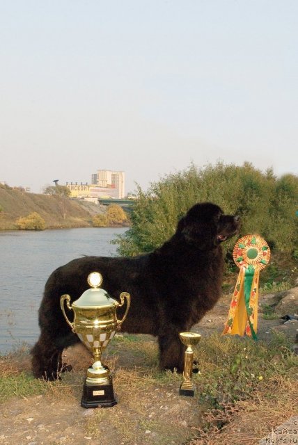 Фото: ньюфаундленд Sent Djons Dora (Сент Джонс Дора)