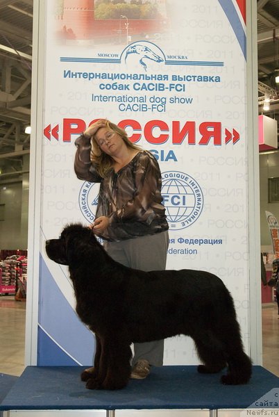 Фото: ньюфаундленд Sent Djons Rose for Me (Сент Джонс Роуз фо Ми)